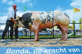 为什么牛吃草就能有肌肉，而你要吃蛋白粉？图片