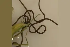 螳螂浸在水中会排出一条长长的黑线，这条黑线到底是什么呢？图片