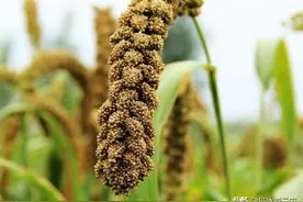 关于稻谷品种选择，春播和夏播都没搞懂，就不要种植稻谷了图片