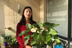 红掌粉掌冬季养护方法，记住这几点，花开不断长势好视频封面