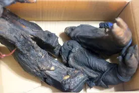 保存腊肉，别直接放入冰箱中，大厨教你一招，随吃随拿不容易坏图片