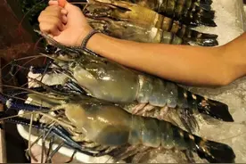 单只重1斤，繁殖能力极强，南方多地已出现，会是下一个小龙虾？图片