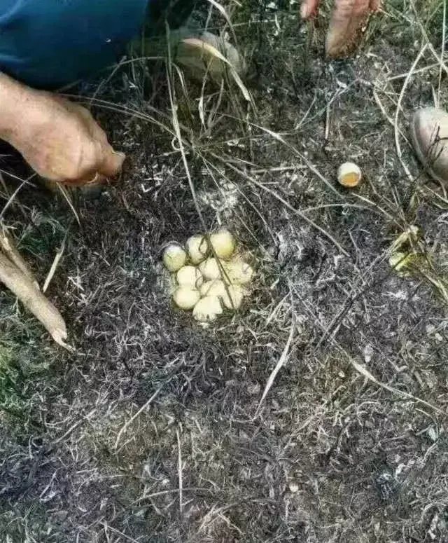 九个震撼人心的真实故事：动物母爱不输人类，看得人落泪