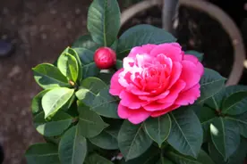 掌握这“八大”技巧，轻松养护山茶花，春节坐等花开爆盆图片