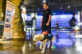 陕西省首批导盲犬顺利毕业图片