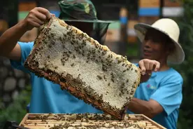 你还在用白糖养蜜蜂吗？强群多箱体成熟蜂蜜生产技术了解一下吧~图片