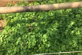利用苗床育红薯苗，出苗不均匀是什么原因？怎样预防？图片