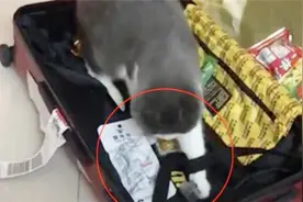 主人在收拾行李，猫咪叼着袋子放进行李箱，打开一看瞬间感动不已视频封面