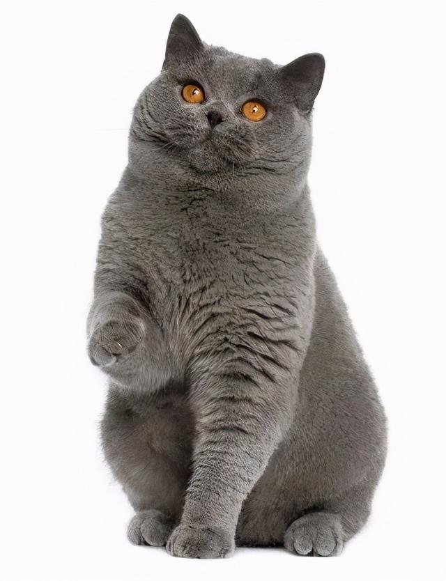 英国短毛猫丨蓝猫