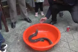 浙江钓鱼人意外钓获“巨鳗”，体似蟒蛇头上长角，这是要化龙？图片