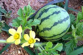 生物相册：作一名合格吃瓜群众，7种野生西瓜都什么样图片