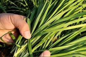 割韭菜注意这三点，一茬比一茬长的壮，多收好几茬图片