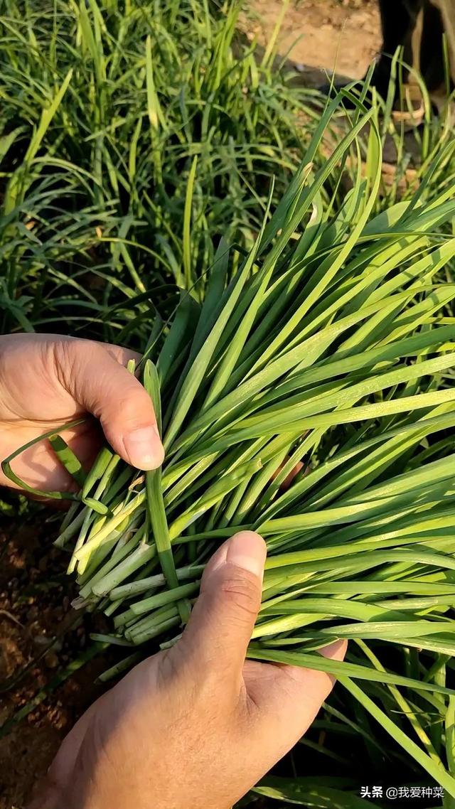 韭菜怎么切（割韭菜注意这三点）
