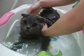 田园猫养了6年，都没洗过澡，猫咪一辈子不洗澡可以吗？图片