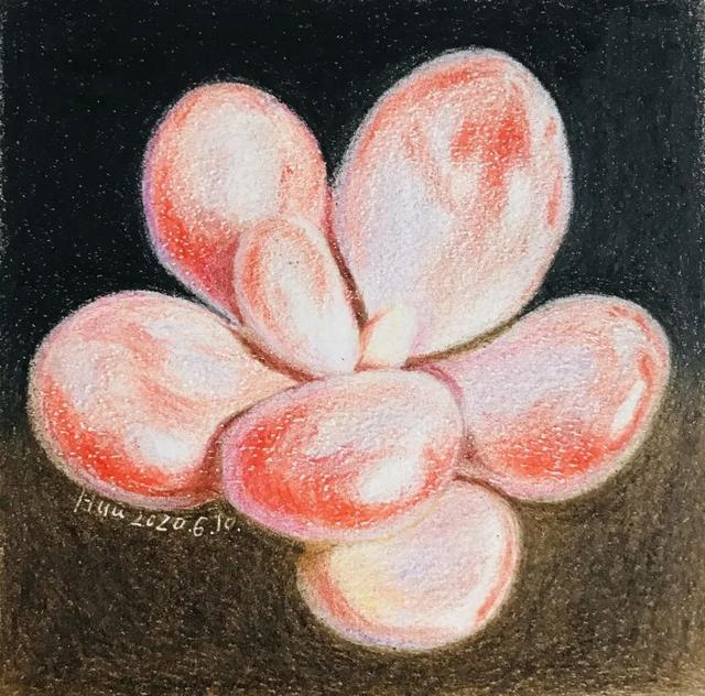 彩铅多肉,画起来真的很萌很萌