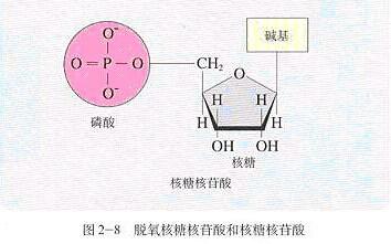 《宇宙的秘密全部揭开（二十四）分子生物学》