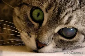 猫咪感冒流眼泪别轻视，警惕疱疹病毒，当心发展成严重的角膜腐骨图片