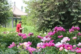 唐山植物园——芍药展颜竟芳菲图片