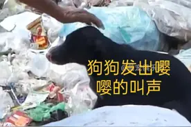 一只流浪狗妈妈为了救自己的狗仔求助老大爷图片
