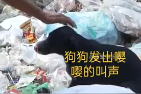 一只流浪狗妈妈为了救自己的狗仔求助老大爷图片