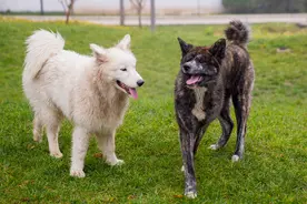 秋田犬为什么那么臭？图片