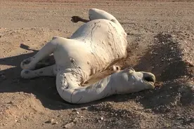 在沙漠中遇到死去的骆驼，为什么不能碰？碰了后果有多严重？图片