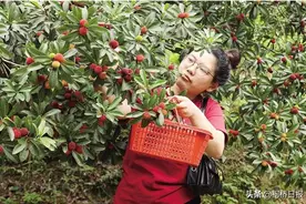 湖塘杨梅，何时才能“脱颖而出”图片