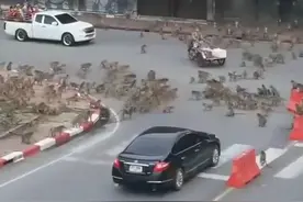 泰国群猴大战殃及民众：堵塞道路、物品被抢，原因我们需十分警惕图片
