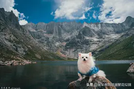 七年经验告诉你：带宠物旅行需要注意什么？含景区对宠物友好程度图片