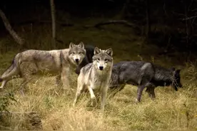 俄罗斯一动物泛滥成灾，每年造成1600万损失，我国网友：真吃不了图片