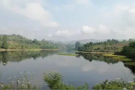 进山游玩，一时嘴贱，吃了“野桑葚”，差点要了我的命图片