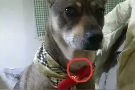 泪目！我儿子和去世的狗狗有一样的记号图片