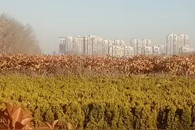 山东东营：学区房热度越来越淡漠，还是越来越强烈？图片