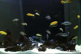 养不起海水鱼，可以用这淡水观赏鱼代替，在鱼缸里可好看了图片
