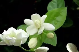 好一朵美丽的茉莉花图片