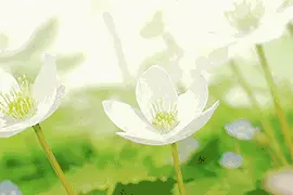 我敢打赌这些五月的花，你最多见过一个图片