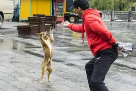 狗，人类最忠诚的朋友图片