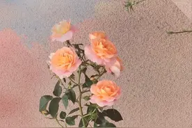 （微小说）错位的爱情，终是败给了现实图片