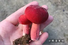 农村山头的红菇又冒出来了，快拿起篮子上山吧图片