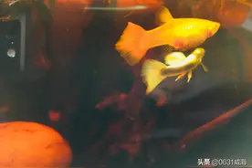 孔雀鱼跳缸的主要原因，新手一定要注意，了解一点，就可以预防图片