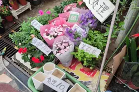 西安西郊最大花卉市场快拆了，最近10元能买好几盆，花卉种类繁多图片