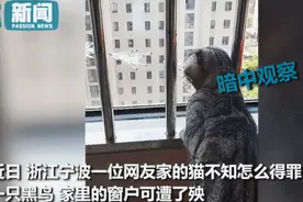 我家的猫得罪了一只记仇的黑鸟后，每天隔着窗户“被喷屎”图片