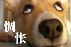 千万别觉得不爱喝水是小事，尿结石可能正在悄悄找上你的狗狗图片