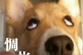 千万别觉得不爱喝水是小事，尿结石可能正在悄悄找上你的狗狗图片