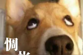 千万别觉得不爱喝水是小事，尿结石可能正在悄悄找上你的狗狗图片