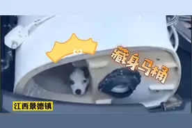 江西景德镇一小狗卡在马桶里，铲屎官带马桶来消防队求助图片