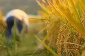 农村假种子横行，屡禁不止，农户为啥频频中招？4个方法避免图片