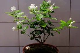 高温季节买黄泥花，上盆不能全洗根，正确操作缓苗快，后期长势旺图片