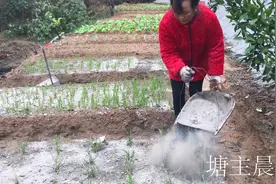 这种烧过的柴火灰用来做肥料，既可以杀虫又能肥地，真是一举两得视频封面