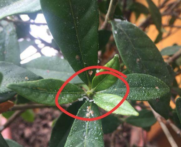 植物感染介壳虫可以用酒精,肥皂水就能清除,你还要买农药么?